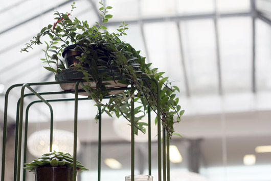 etageres-plantes