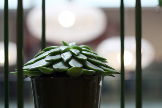 plante-verte