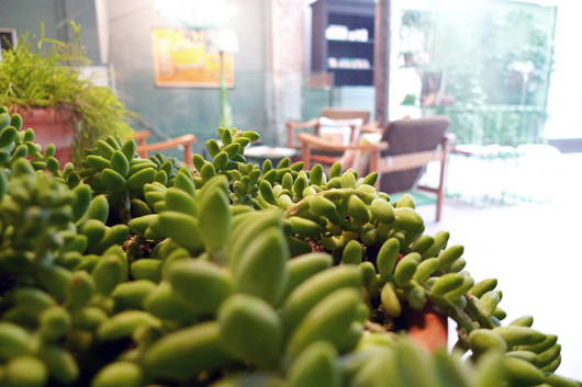 plantes-vertes