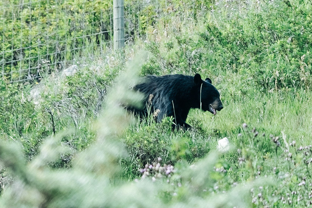 banff-00131