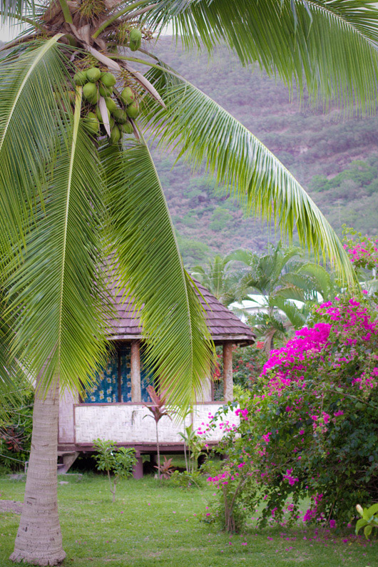 09 marquises-palmier