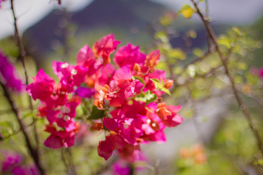 bougainviller-soleil