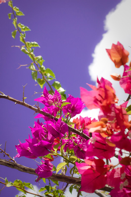 bougainviller-tahiti