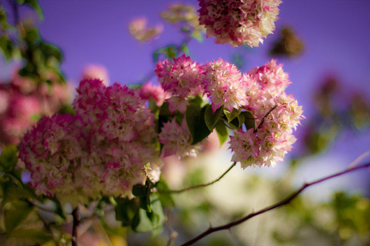 bougainvillier-rose