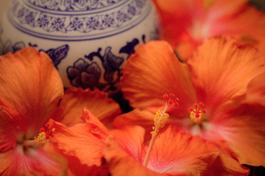 fleurs-hibiscus-orange