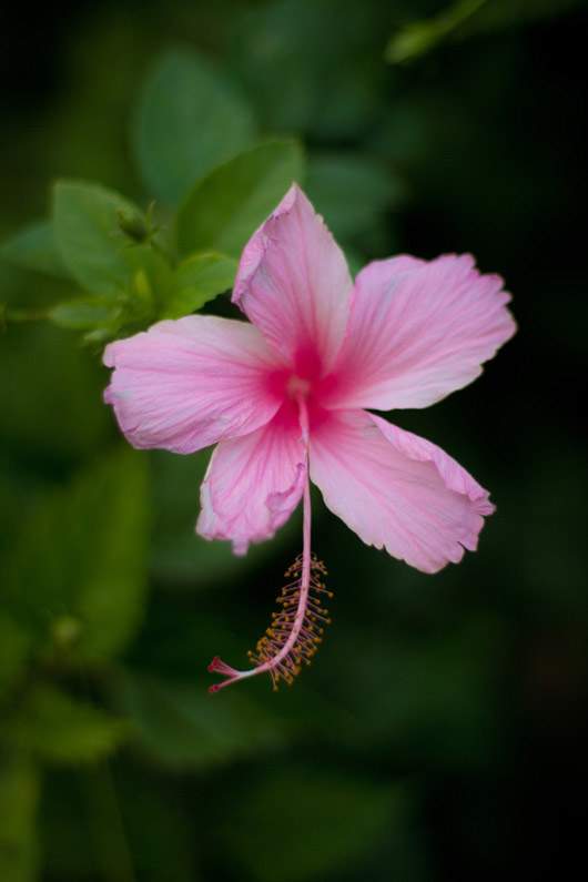 hibiscus-rose