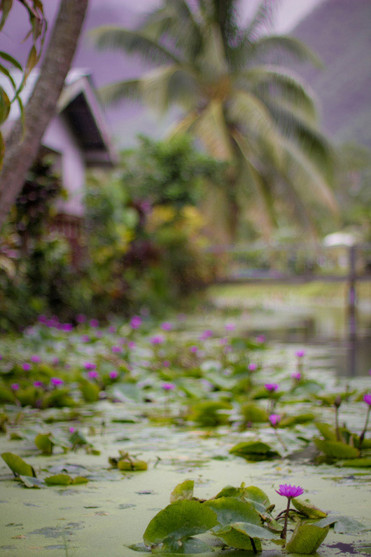 jardin-tropical-palmier