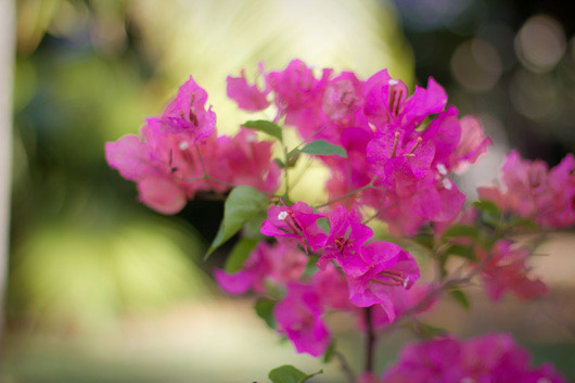 rose-bougainvillier