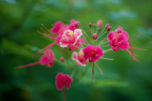 tropical-rouge-fleurs