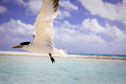 bird-sea
