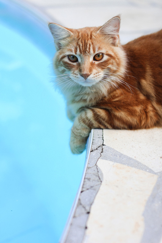 cat-pool