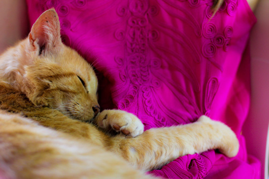 cat-sleeping
