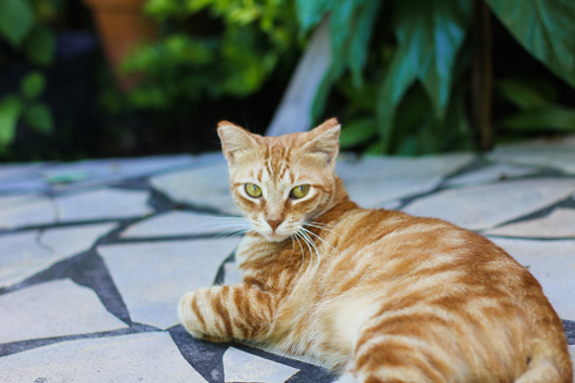 cat