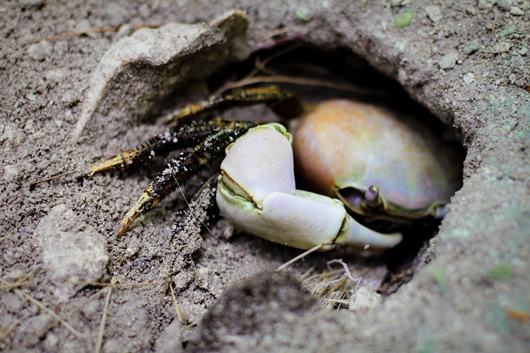 crab