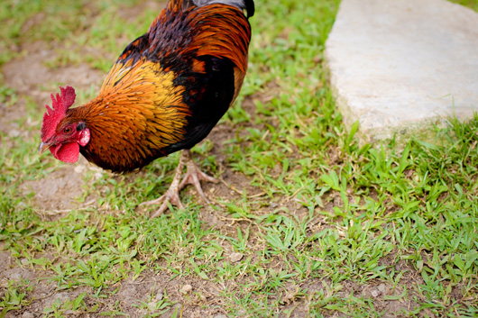 rooster
