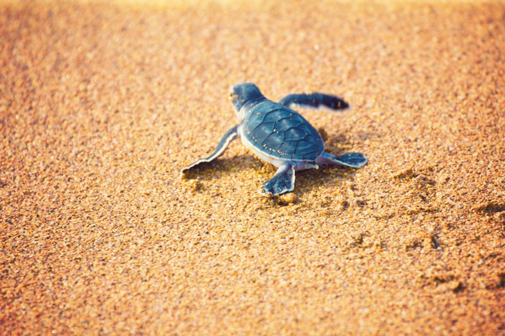 Eclosion D Un Nid De Tortues De Mer