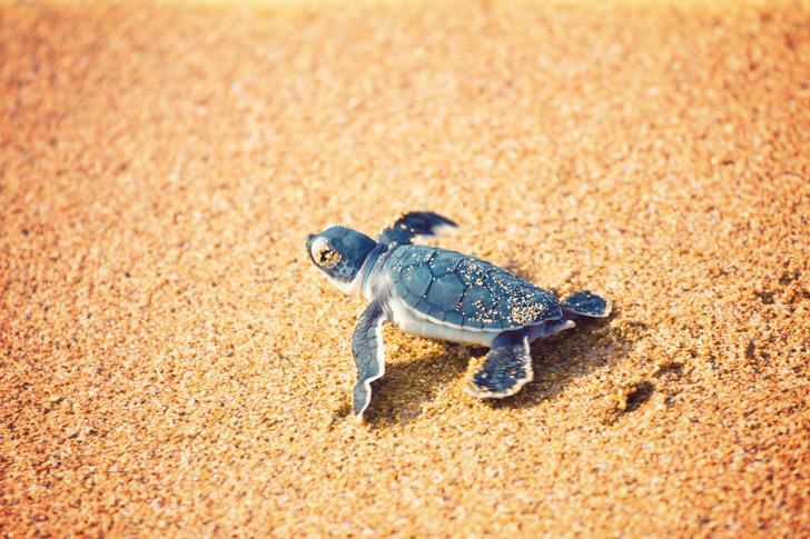 Eclosion D Un Nid De Tortues De Mer