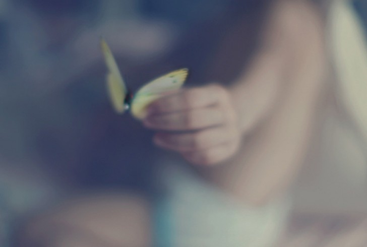 butterfly