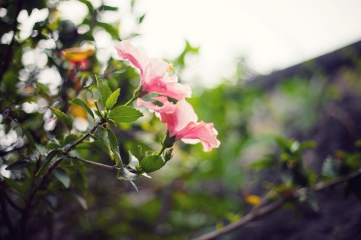 IMG_6219_1.jpg_effected