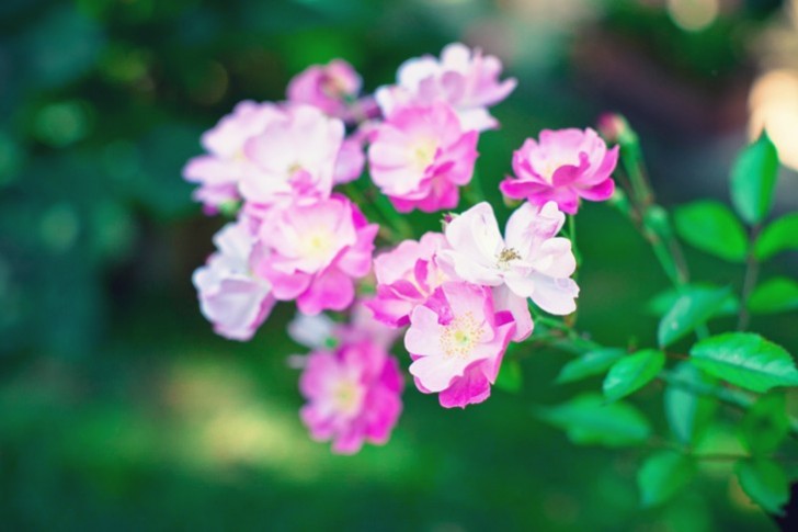 IMG_1997.jpg_effected