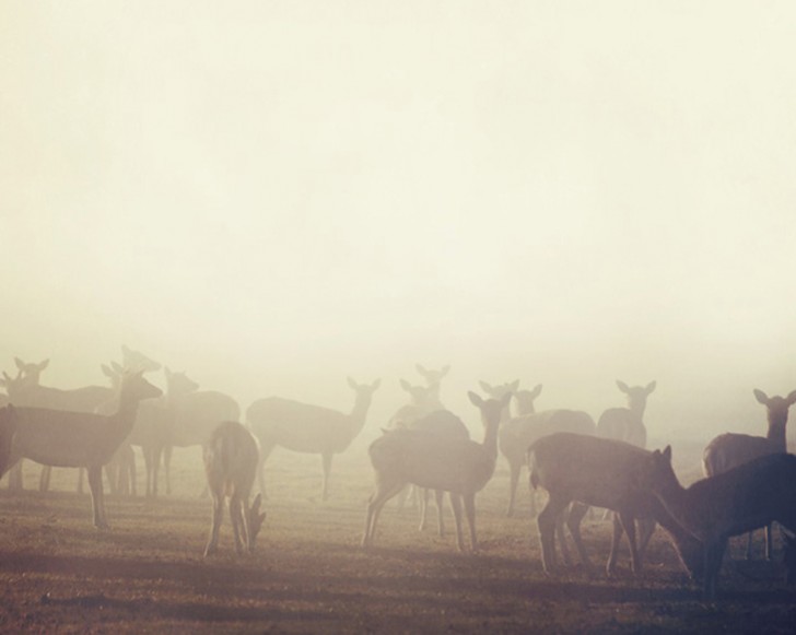 deer