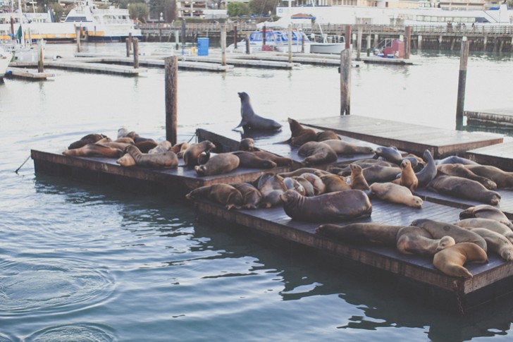 Fisherman's Wharf (26)