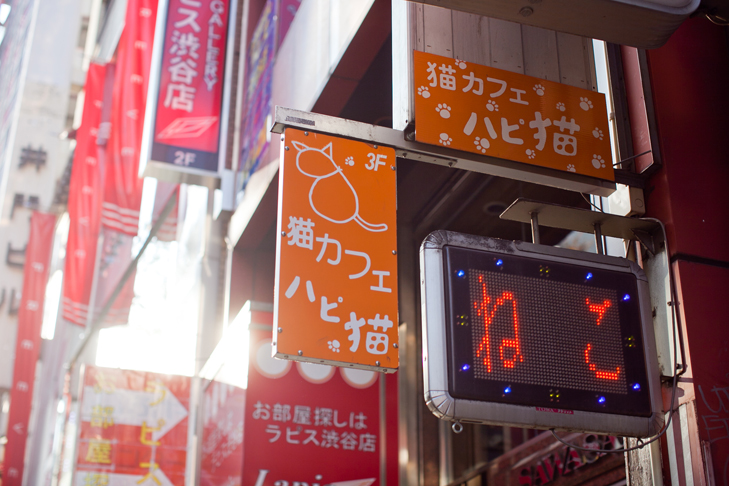 cat cafe (1)