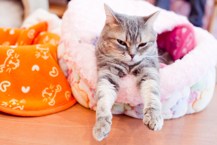cat cafe (10)