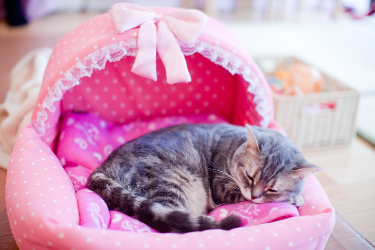 cat cafe (11)