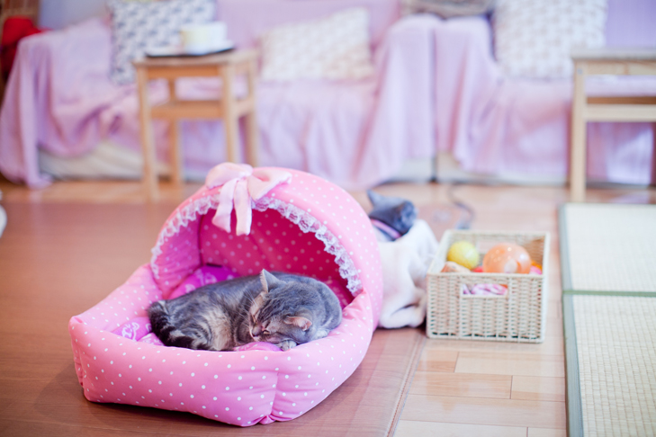 cat cafe (12)