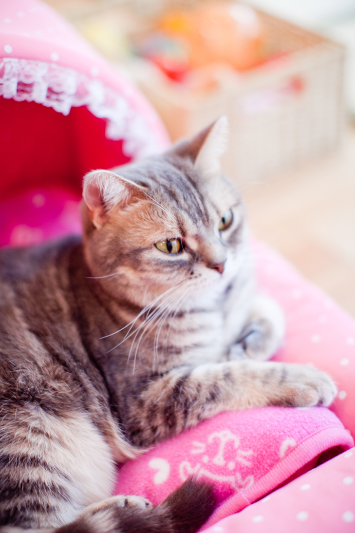 cat cafe (13)