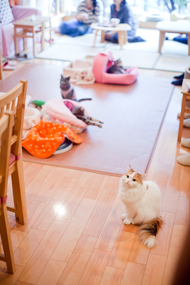 cat cafe (16)