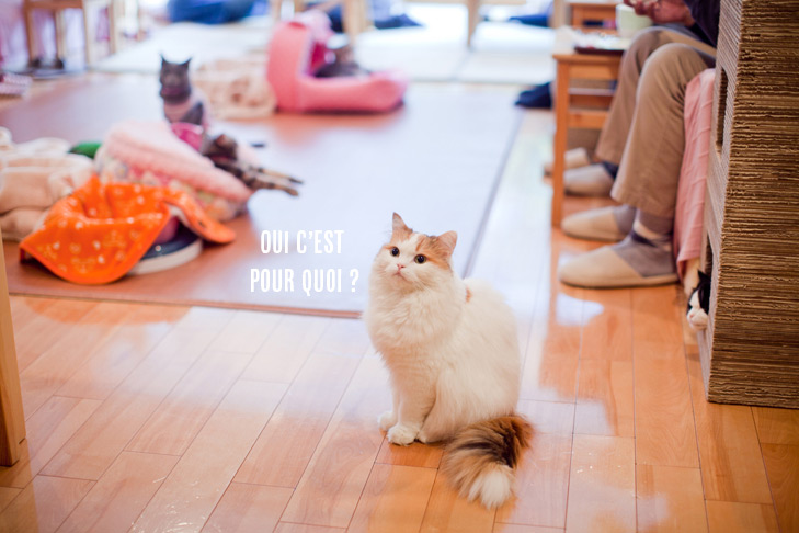 cat-cafe-(17)