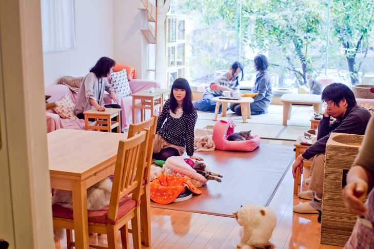 cat cafe (19)