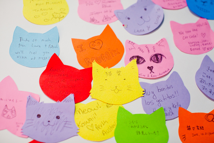 cat cafe (3)