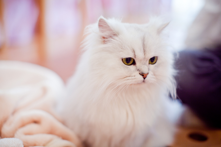 cat cafe (4)
