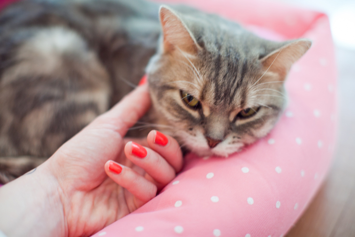 cat cafe (5)