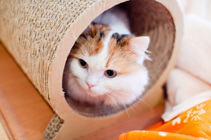 cat cafe (6)