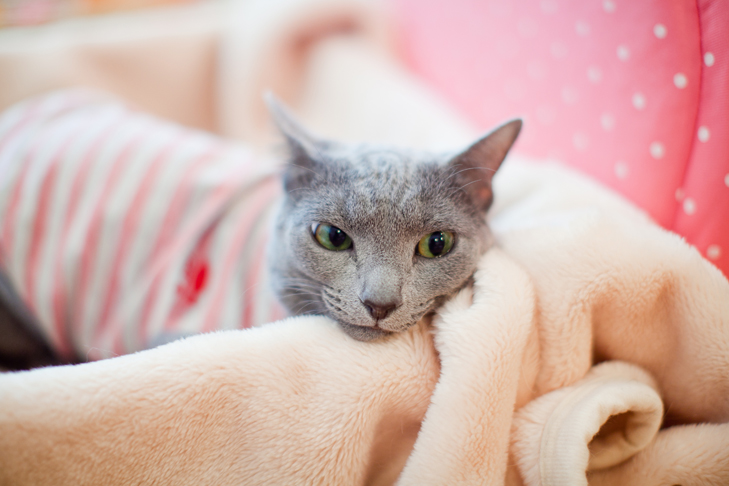 cat cafe (8)