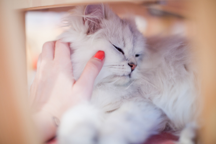 cat cafe (9)