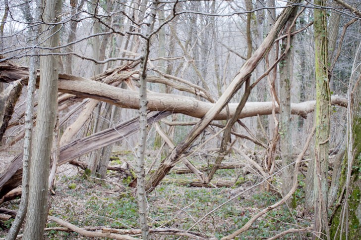 eleonore bridge (10)