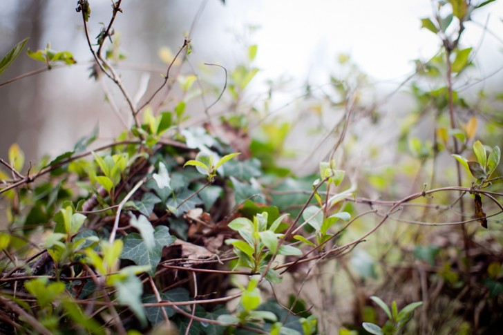 eleonore bridge (13)