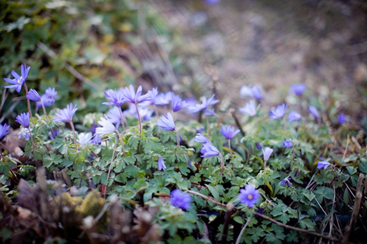 eleonore bridge (20)