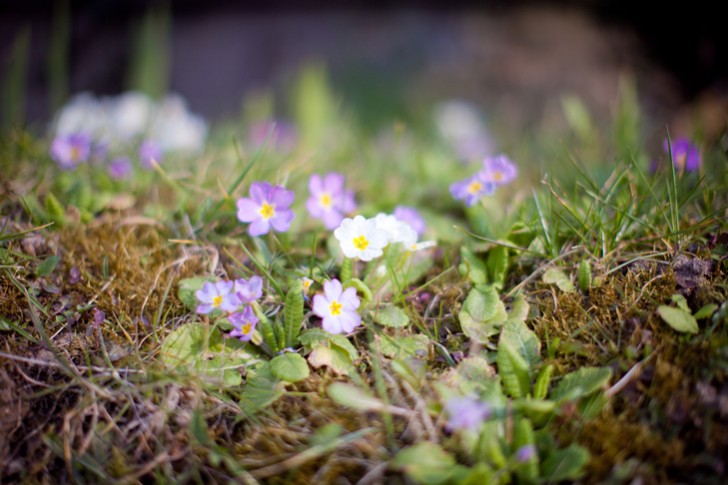 eleonore bridge (30)