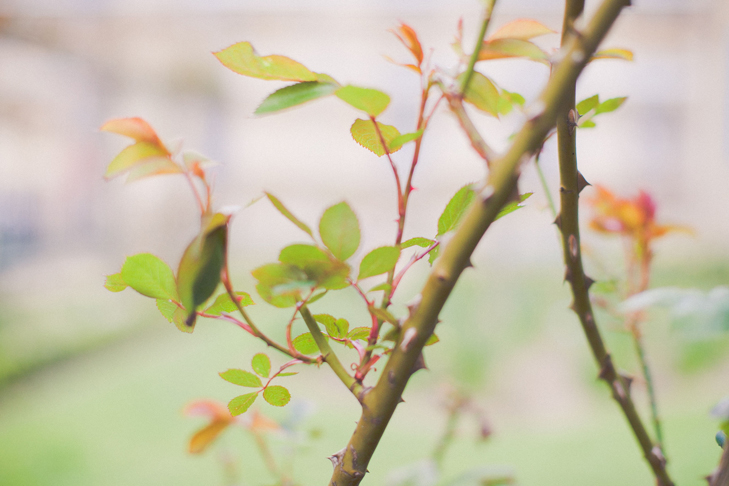 jardin de roses (2)