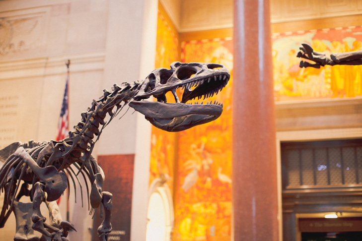 Musee histoire naturelle (1)