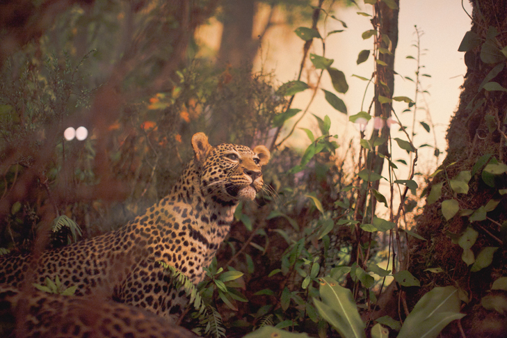 Musee histoire naturelle (11)