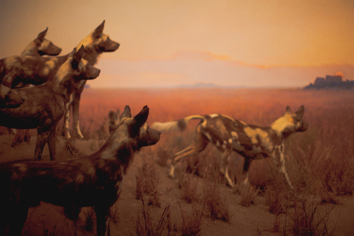 Musee histoire naturelle (13)