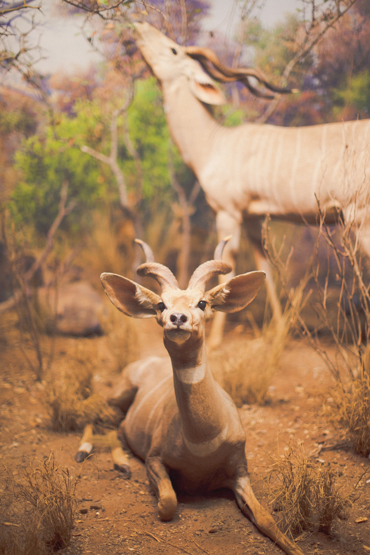 Musee histoire naturelle (15)