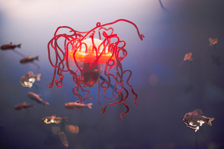 Musee histoire naturelle (2)